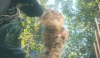 Persian cat